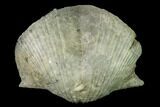 Pyrite Replaced Brachiopod (Paraspirifer) Fossil - Ohio #142157-1